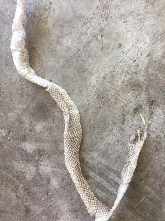Hartford snake skin