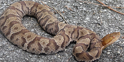 Hartford snake
