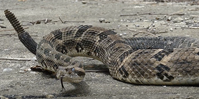 Hartford snake